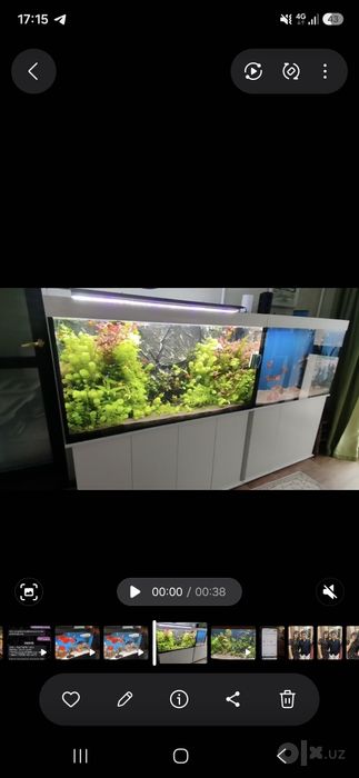 Akvarium va dekaratsiyalar