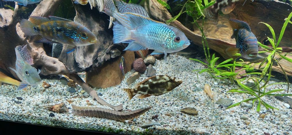 Peste Electric Blue Acara