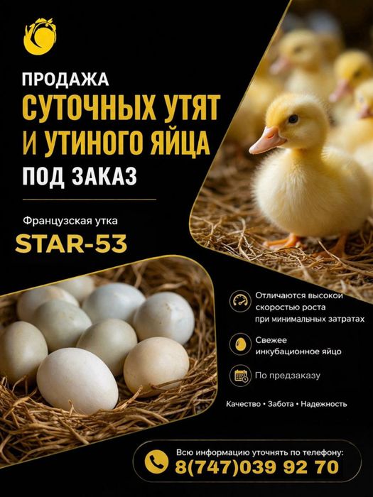 Утята суточные Star53