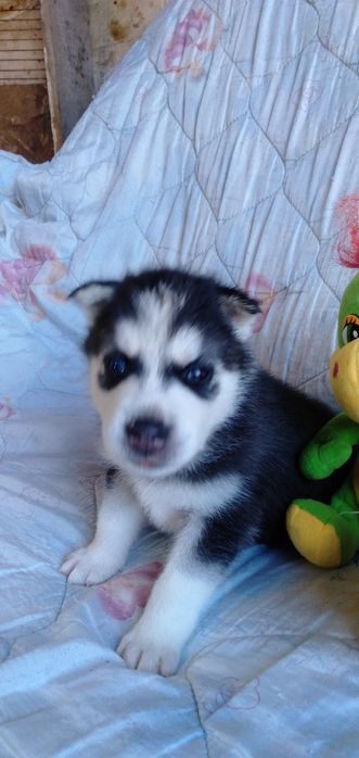 Продам щенков сибирский хаски