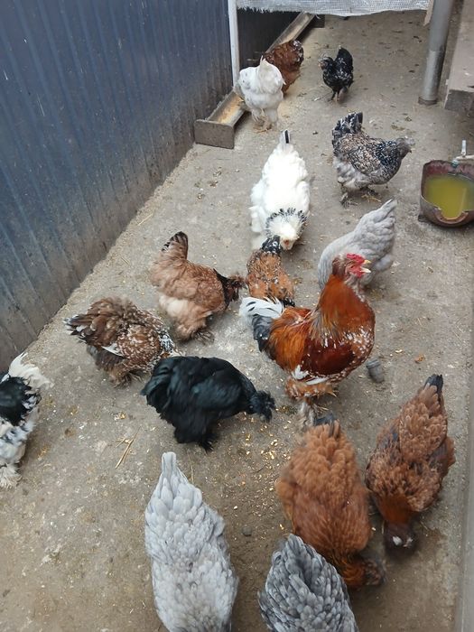 Vand ouă  de incubat