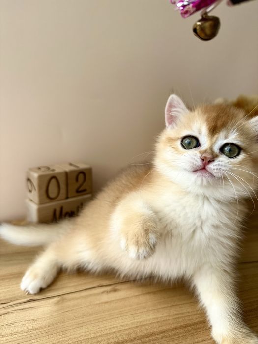 Британски котята золотые из питомника