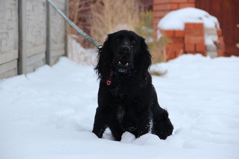 Кобель русского спаниеля для вязки