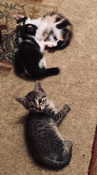 котенок в добрые руки