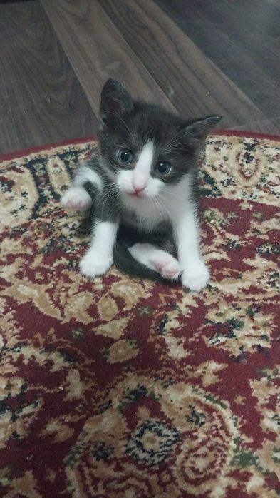 Отдам котят в добрые руки. Девочки все