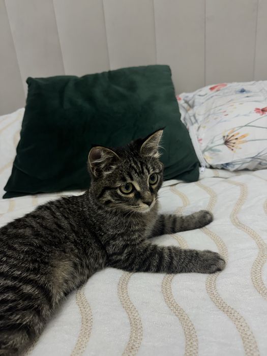 Котенок бесплатно