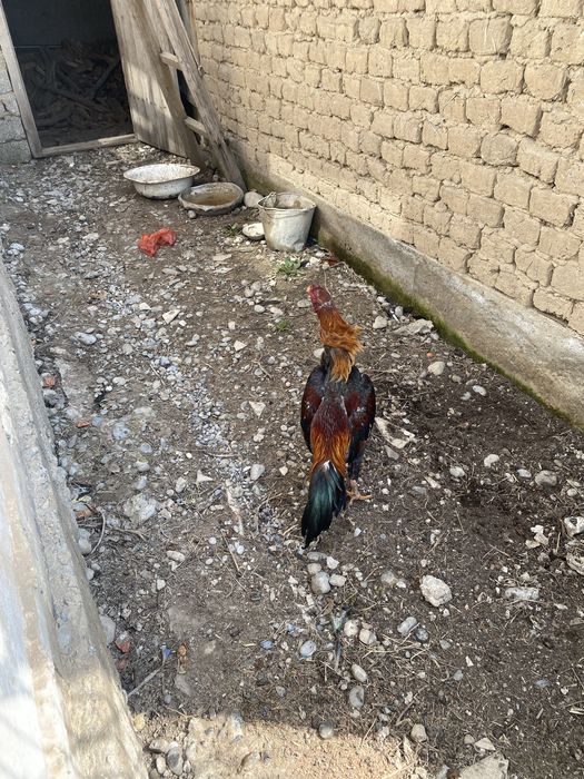 Дакан кораз петух