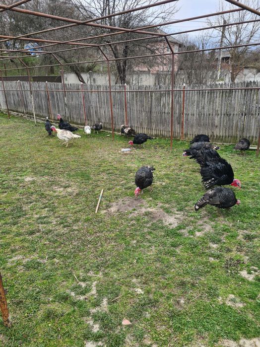 Vand curci si curcani de tara