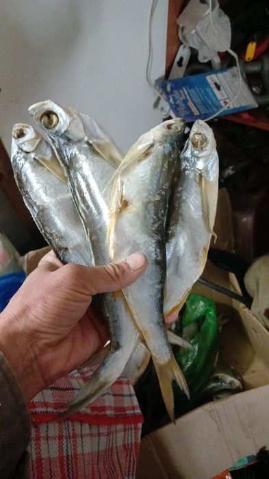 Вяленный и копчёный рыбец, чехонь  в наличии