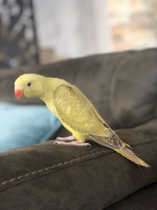 Papagali Micul Alexandru pui blanzi crescuti la mana Alexander