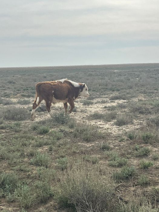 Еркек баспак сатылады