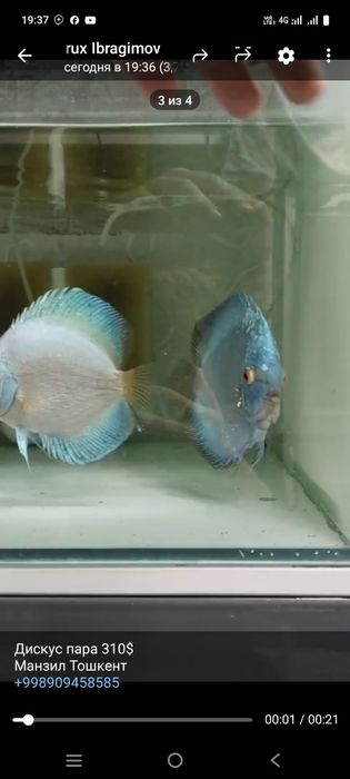 Дискус рабочая пара Блю Даймонд