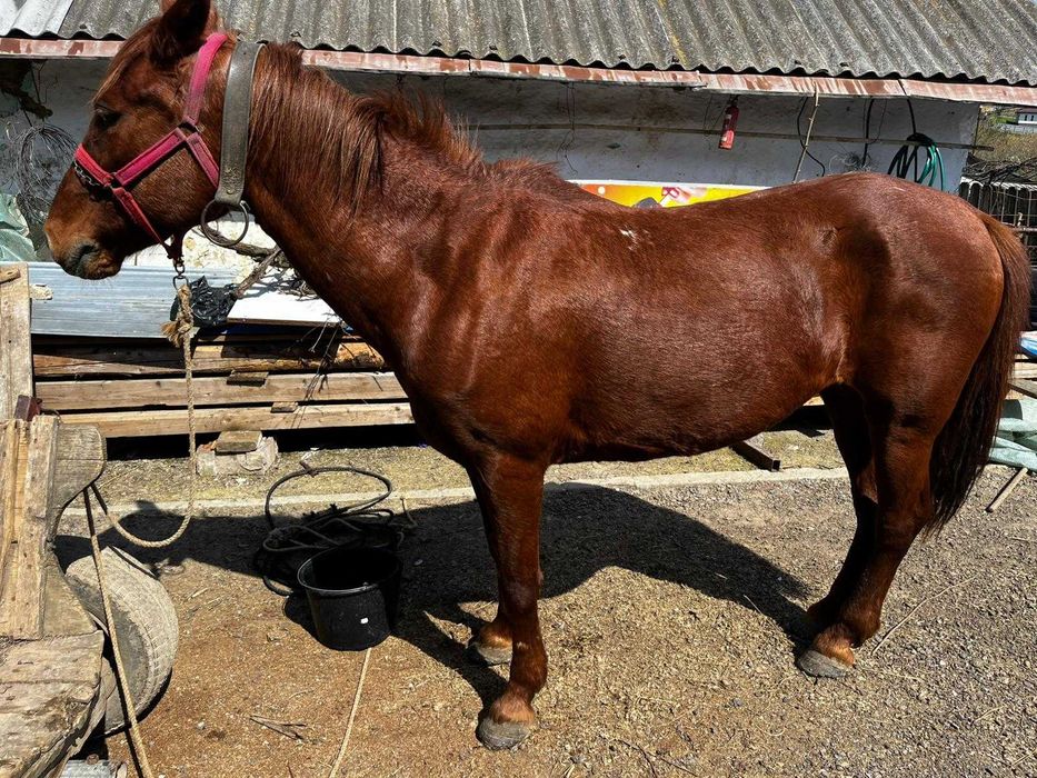 Iapă de 10 ani, cuminte, muncitoare, potrivită pentru orice gospodărie