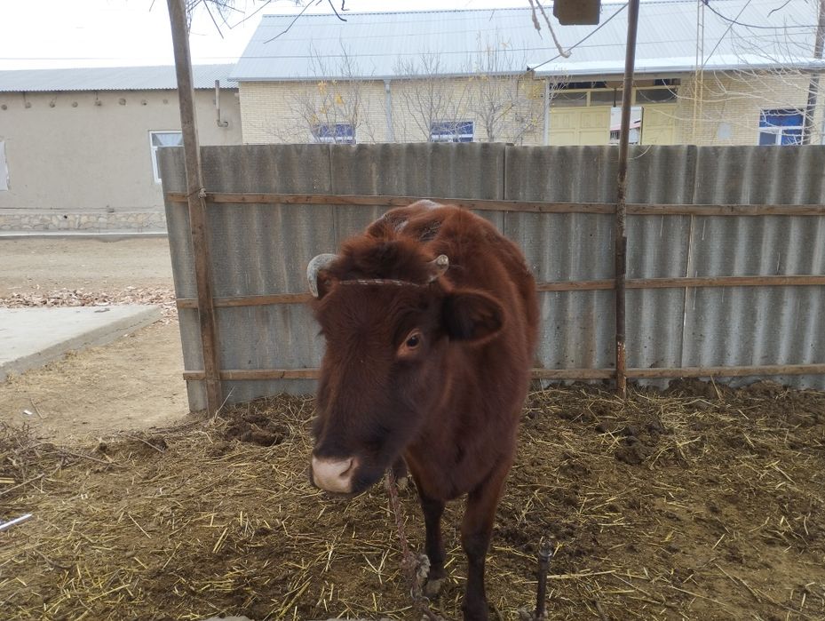 Мол куйлла сотилади