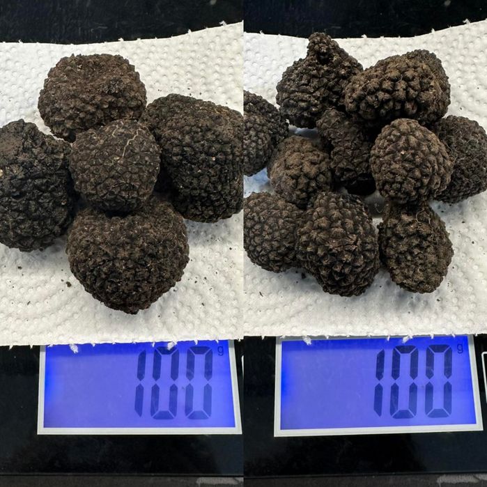Черен летен трюфел (tuber aestivum)