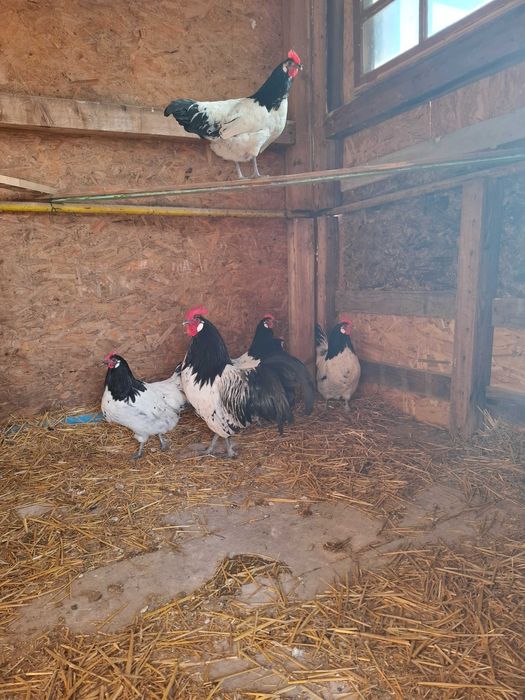 Gaini lakenvelder de vanzare