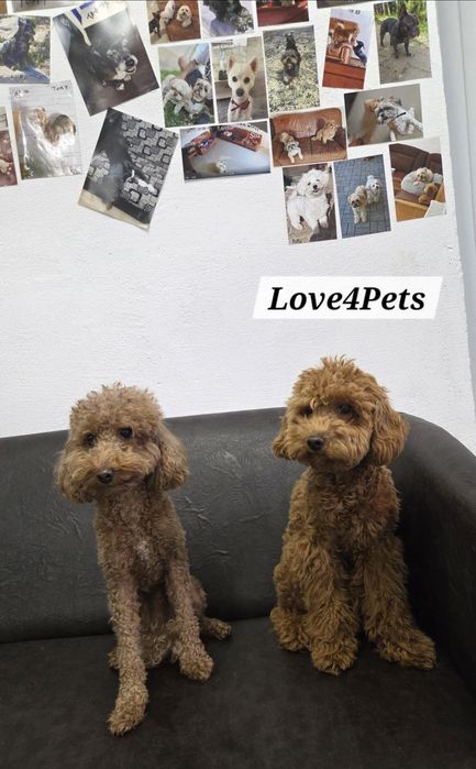 Cazare caini/ Pensiune canina/ Pet Sitter/ Pet Hotel/ Love4Pets