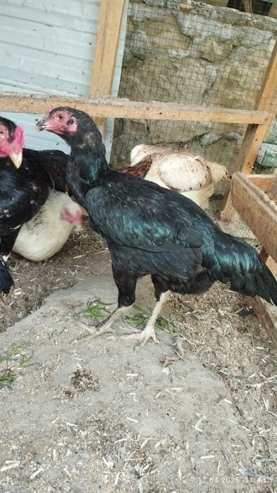 Шамо дакан товук тухумлари сотилади