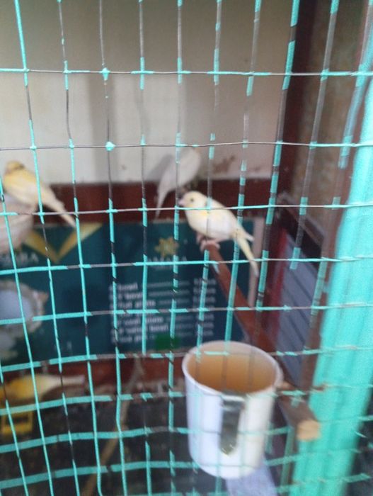 Канарейкалар сотувда