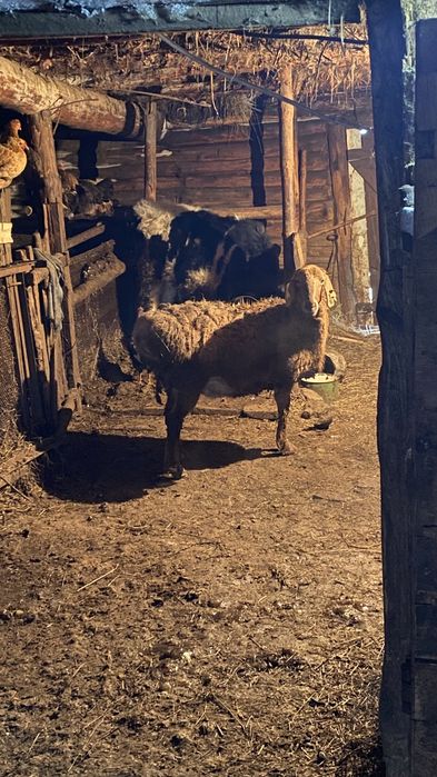 Қойлар сатылады