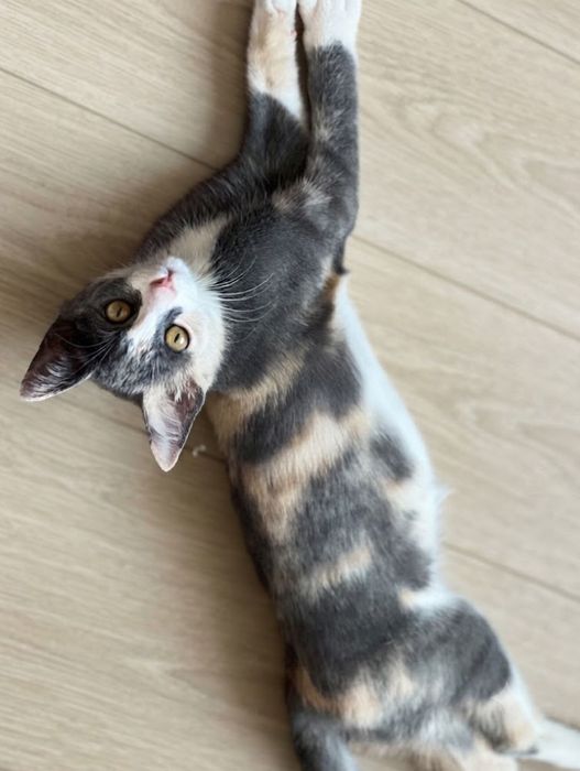 Котенок в добрые руки