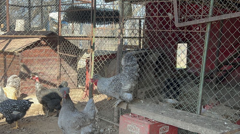 Cocosi si gaini motate, incaltate, gat golas