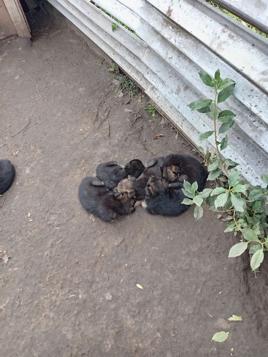 Щенки овчарки немецкой