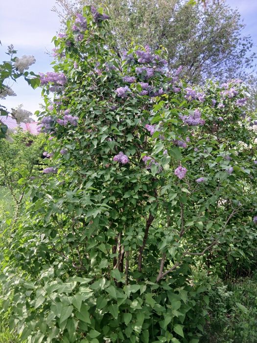 Сирень. Продажа и доставка