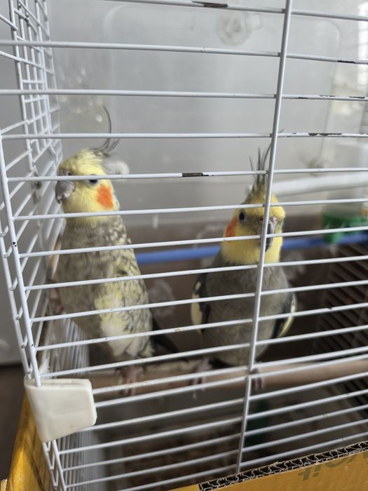 Продам парочку корелл