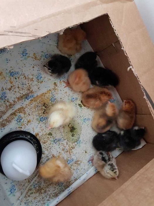 Продам молодого петуха