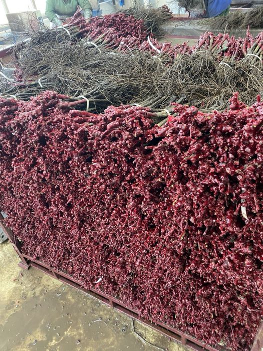 Butasi vita de vie 1-2-3!!