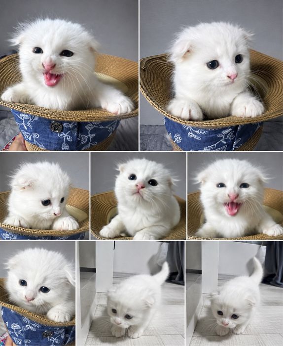 Вислоухий котенок девочка