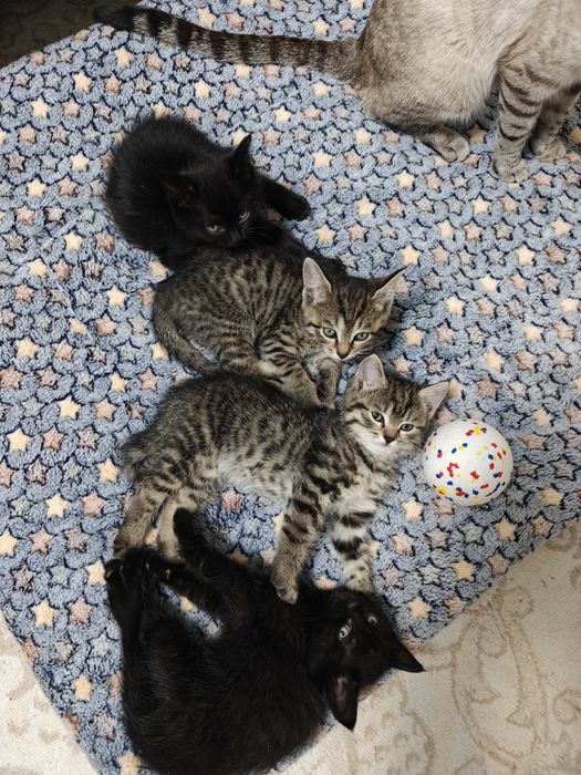 Отдам котят в хорошие руки