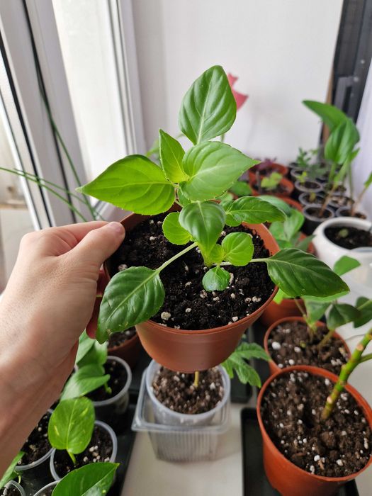 Бальзамин, комнатные цветы