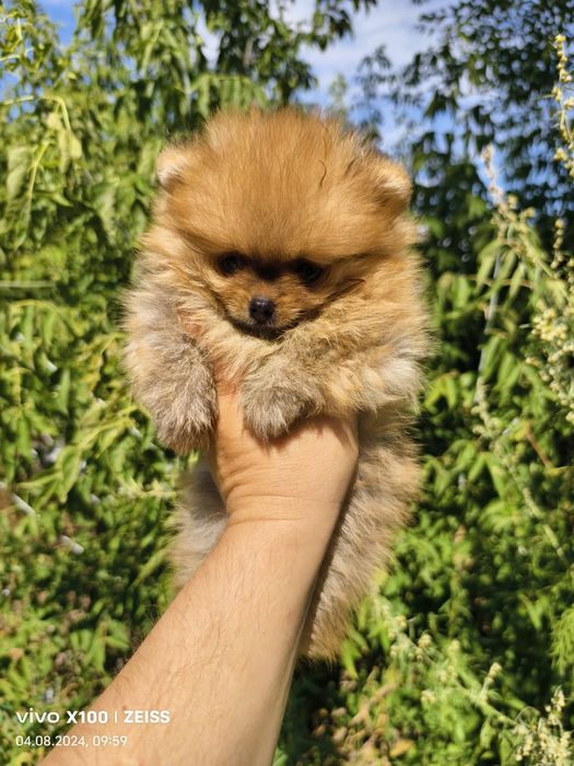 Продам щенков шпица.