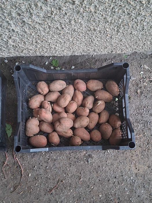 Продам картофель семянной