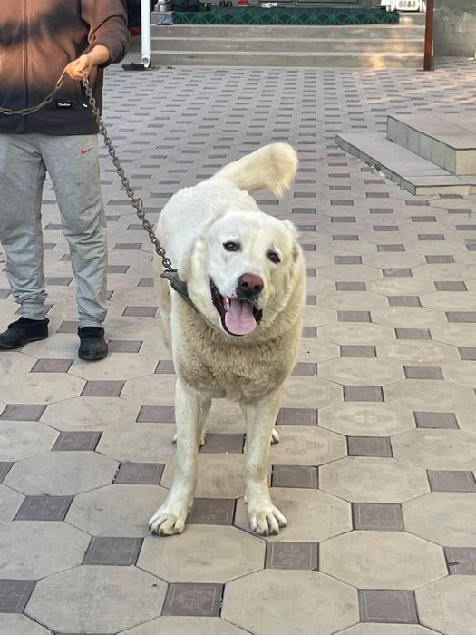 Алабай 1 год