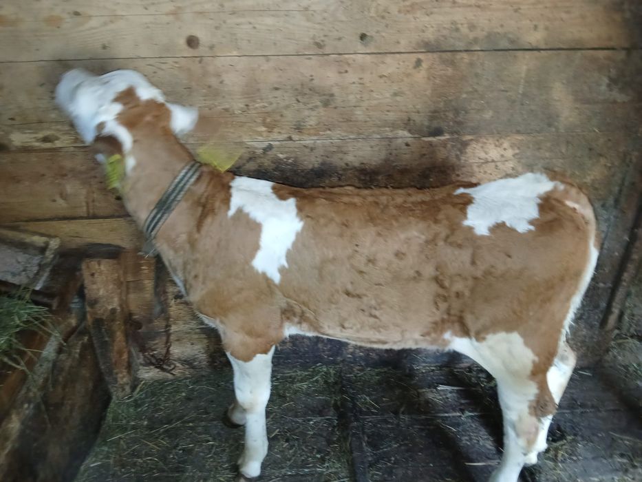 Vând vițea de 5 săptămâni