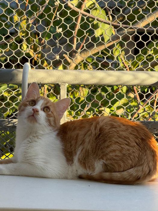 Коте осиновяване