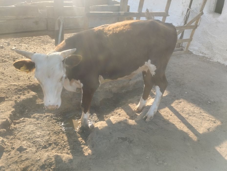 Продам бычки годавалые