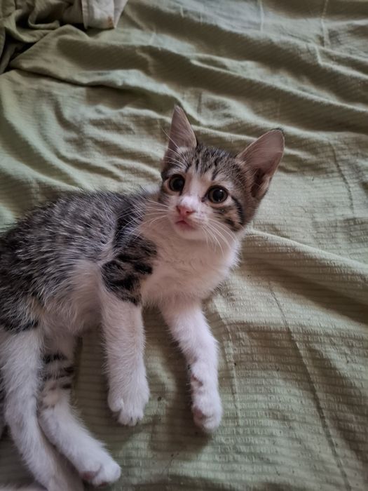 Котята,2.5 месяца,