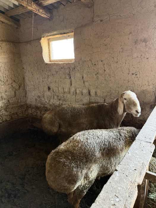 Қошқарлар тұқымдық