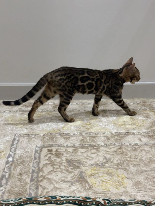 Bengal mushukcha