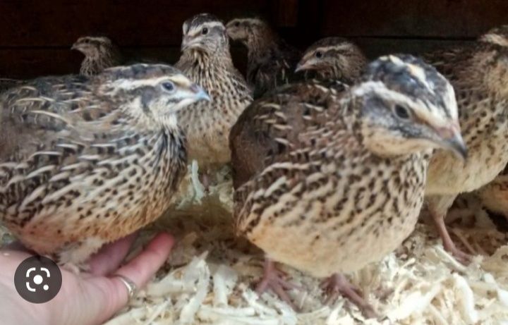 Bedan bor tayor 35 kunlik