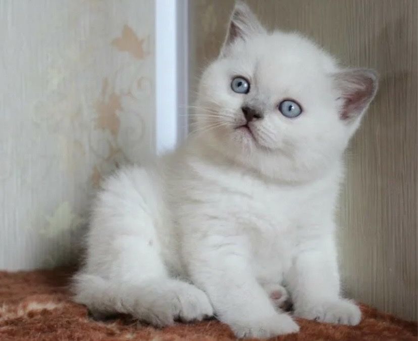 Продаем котенка