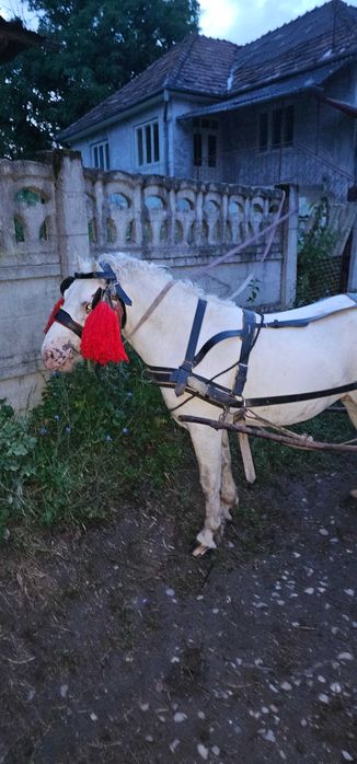 Ponei alb fuarte bland