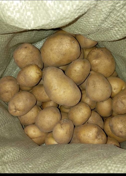 Продам картофель домашний