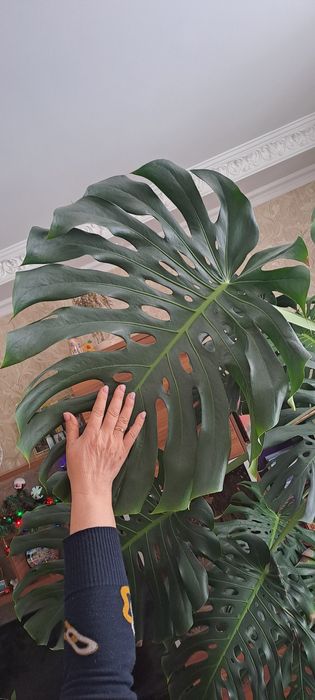 Цветок комнатный Монстера