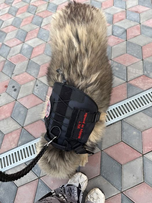 отдам в хорошие руки