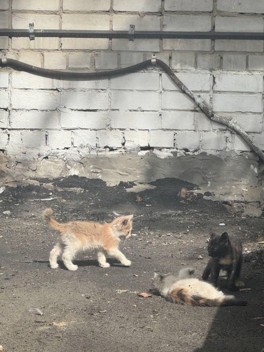 Срочно пристраиваются котята